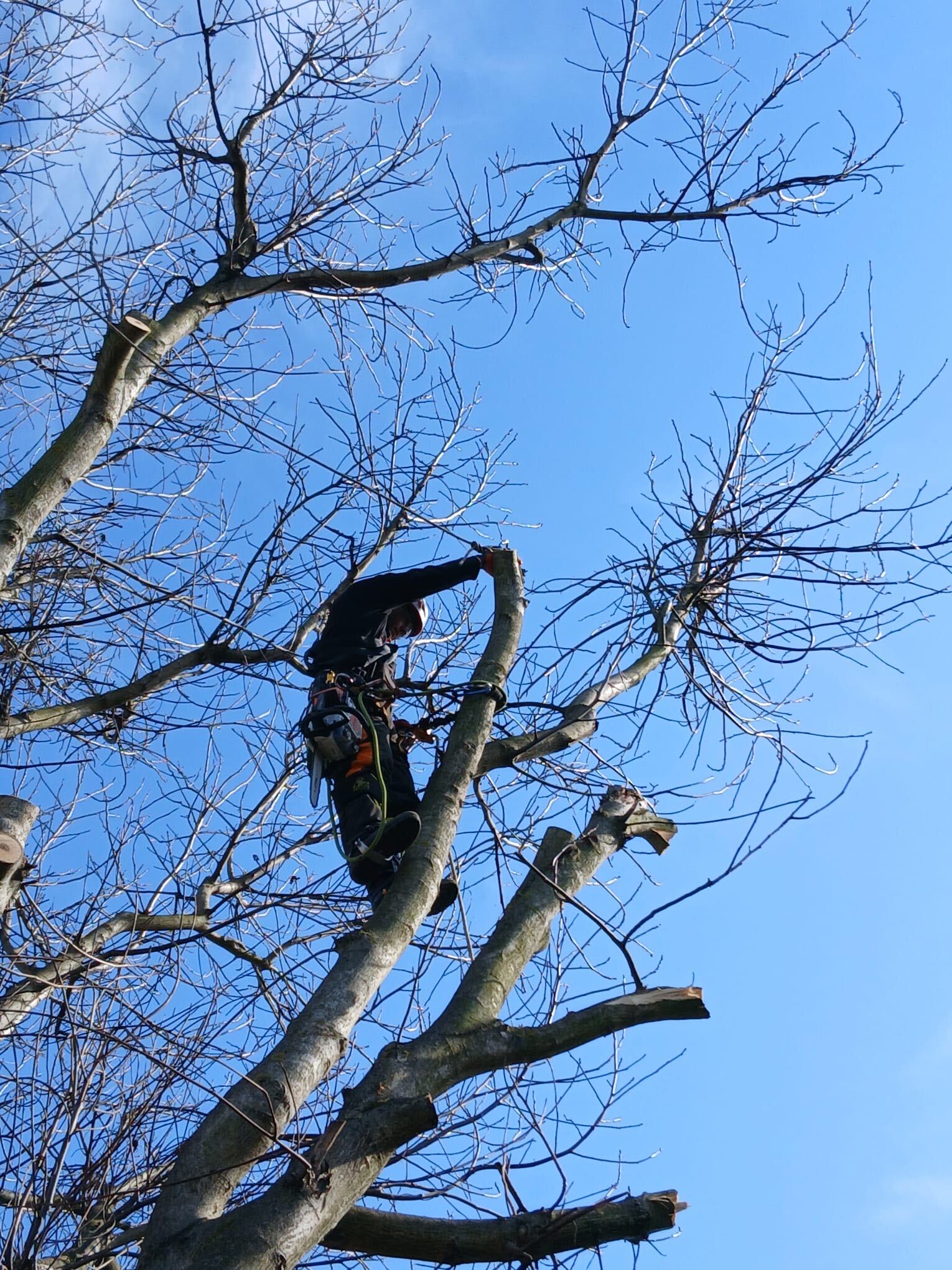 Arborista při rizikovém kácení stromu